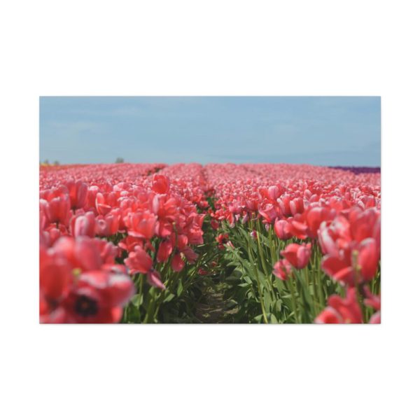 91638-691.jpg Pink Tulip Field Standard Canvas