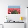 91638-692.jpg Pink Tulip Field Standard Canvas