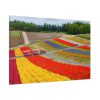 91638-695.jpg Colorful Tulip Field Standard Canvas