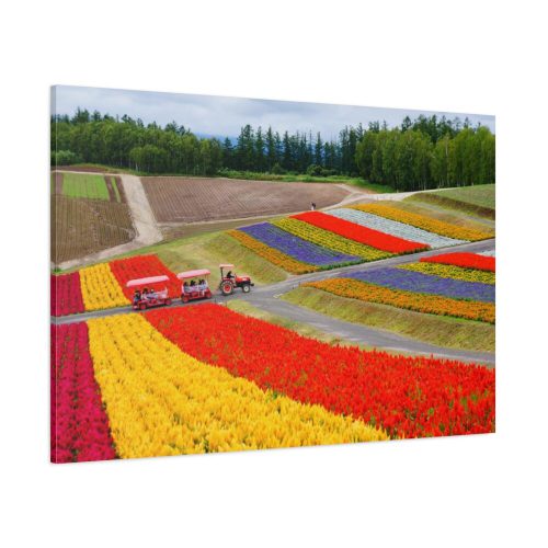 Colorful Tulip Field Standard Canvas