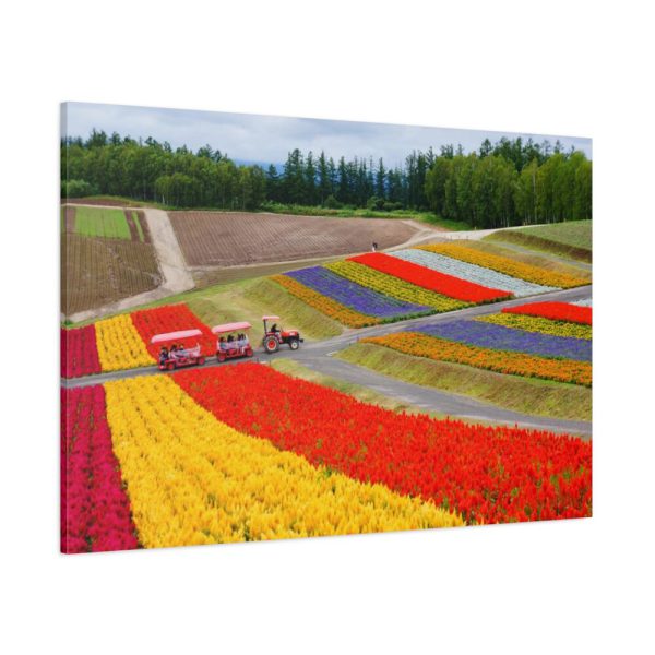 91638-695.jpg Colorful Tulip Field Standard Canvas