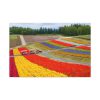 91638-696.jpg Colorful Tulip Field Standard Canvas