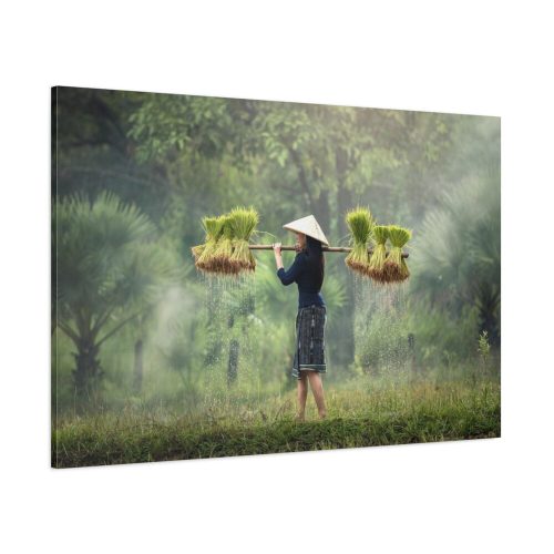 Rice Harvest Standard Canvas