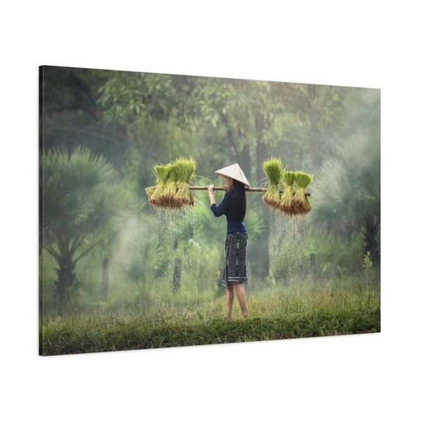 91638-785.jpg Rice Harvest Standard Canvas