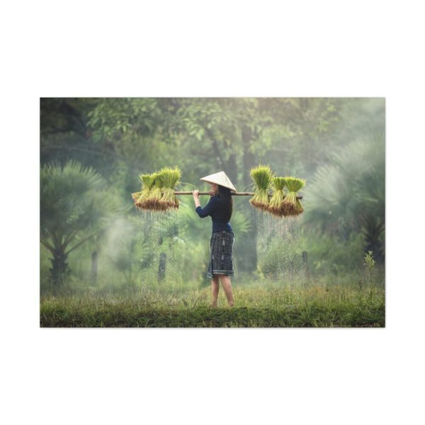 91638-786.jpg Rice Harvest Standard Canvas
