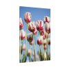 91655-170.jpg Ombre Pink and White Tulips Blooming in the Field Standard Canvas