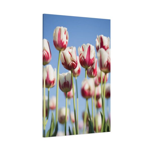 91655-170.jpg Ombre Pink and White Tulips Blooming in the Field Standard Canvas