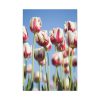 91655-171.jpg Ombre Pink and White Tulips Blooming in the Field Standard Canvas