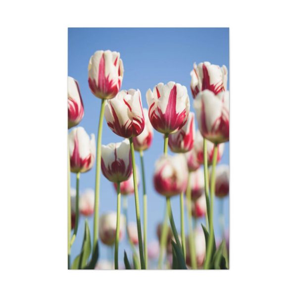 91655-171.jpg Ombre Pink and White Tulips Blooming in the Field Standard Canvas