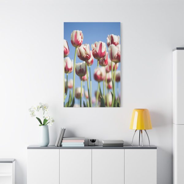 91655-172.jpg Ombre Pink and White Tulips Blooming in the Field Standard Canvas