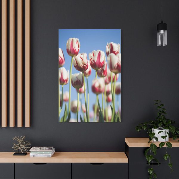 91655-173.jpg Ombre Pink and White Tulips Blooming in the Field Standard Canvas