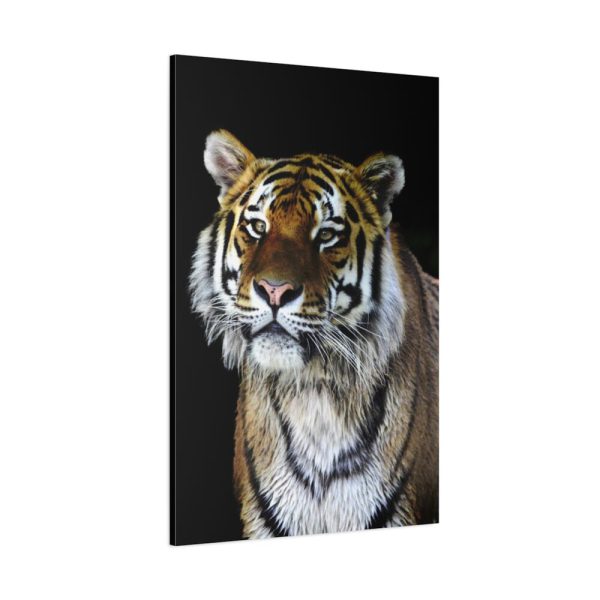 91655-45.jpg Cute Siberian Tiger Standard Canvas