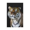 91655-46.jpg Cute Siberian Tiger Standard Canvas