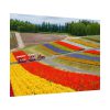 92368-27.jpg Colorful Tulip Field Poster