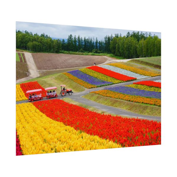 92368-27.jpg Colorful Tulip Field Poster