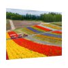 92369-27.jpg Colorful Tulip Field Poster