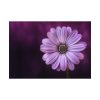 92408-190.jpg Purple Daisy Flower Poster