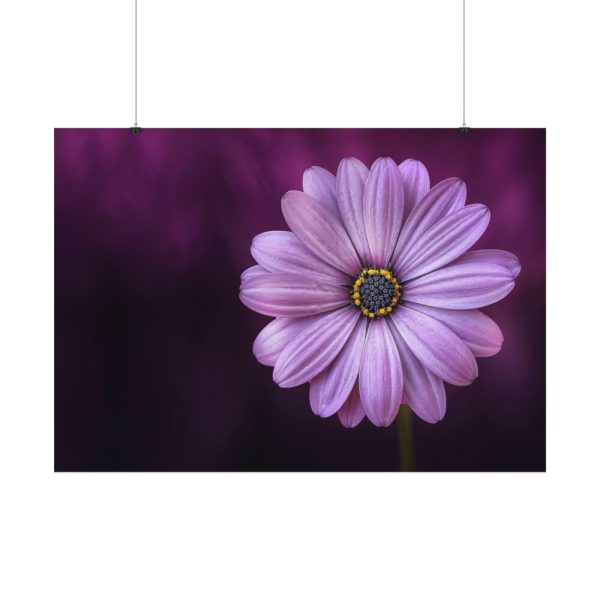 92408-191.jpg Purple Daisy Flower Poster