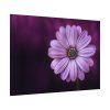 92408-192.jpg Purple Daisy Flower Poster