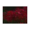 92408-205.jpg Red Spider Lilies Poster