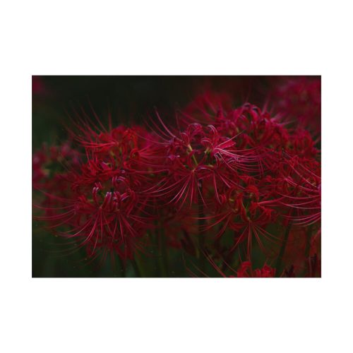 92408-205.jpg Red Spider Lilies Poster