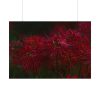 92408-206.jpg Red Spider Lilies Poster
