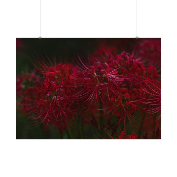 92408-206.jpg Red Spider Lilies Poster