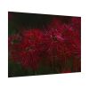 92408-207.jpg Red Spider Lilies Poster