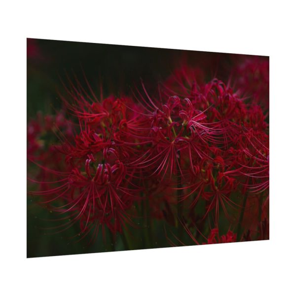 92408-207.jpg Red Spider Lilies Poster