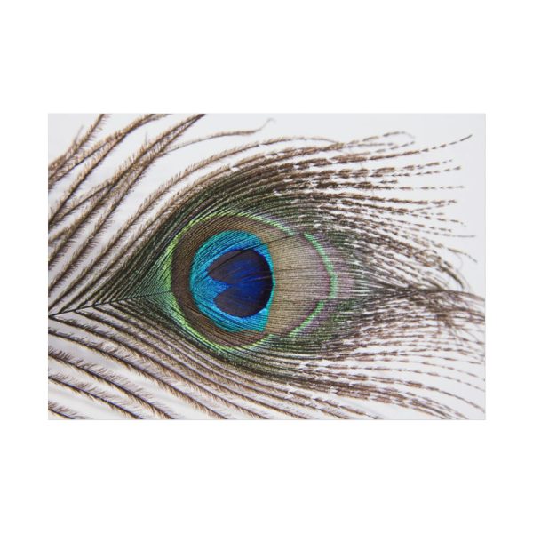 92408-225.jpg Peacock Feather Poster