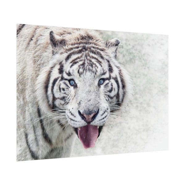 92408-242.jpg White Bengal Tiger Poster