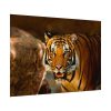 92408-247.jpg Tiger Roaring Poster