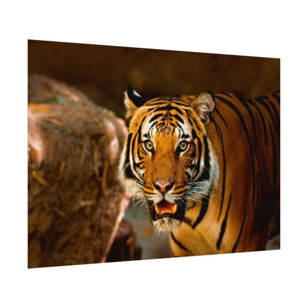 92408-247.jpg Tiger Roaring Poster
