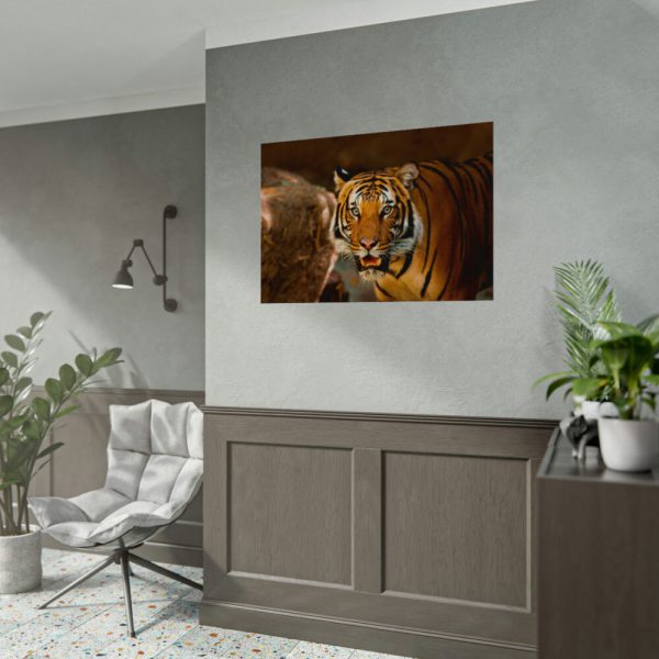 92408-249.jpg Tiger Roaring Poster