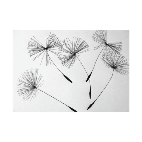 Dandelion Flower Poster