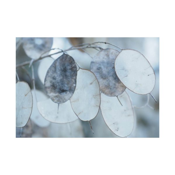 92408-590.jpg Leaves Covered in Ice Crystals Poster