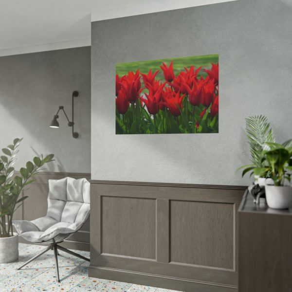 92408-619.jpg Vibrant Red Tulips Bloom in a Field Poster