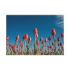 92408-620.jpg A Low-Angle Shot of a Field of Red Tulips Poster