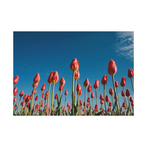 92408-620.jpg A Low-Angle Shot of a Field of Red Tulips Poster