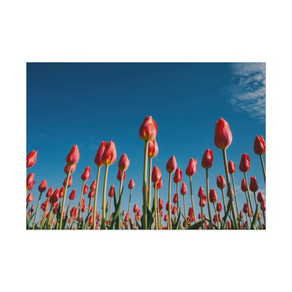 92408-620.jpg A Low-Angle Shot of a Field of Red Tulips Poster