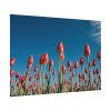 92408-622.jpg A Low-Angle Shot of a Field of Red Tulips Poster