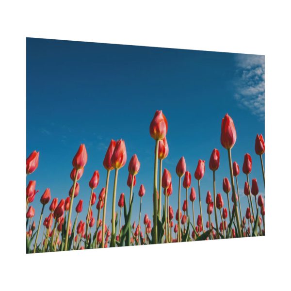 92408-622.jpg A Low-Angle Shot of a Field of Red Tulips Poster