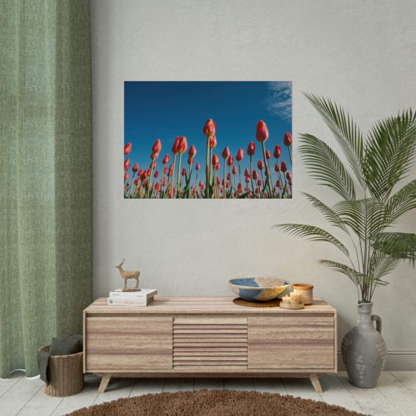 92408-623.jpg A Low-Angle Shot of a Field of Red Tulips Poster