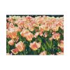 92408-630.jpg A Large Grouping of Light Tulips in Sunlight Poster