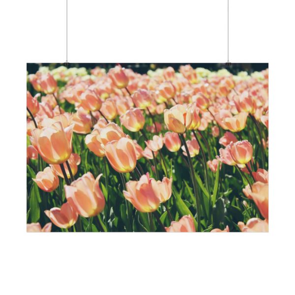92408-631.jpg A Large Grouping of Light Tulips in Sunlight Poster