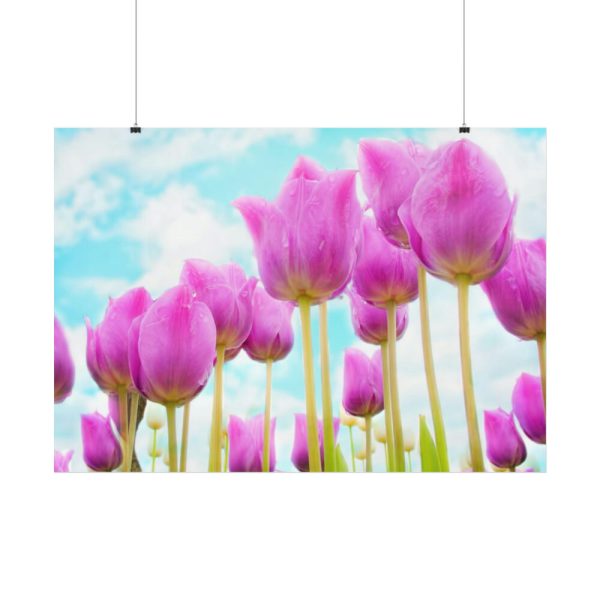 92408-696.jpg Pink Tulip Poster