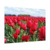 92408-702.jpg Red Tulip Field Poster