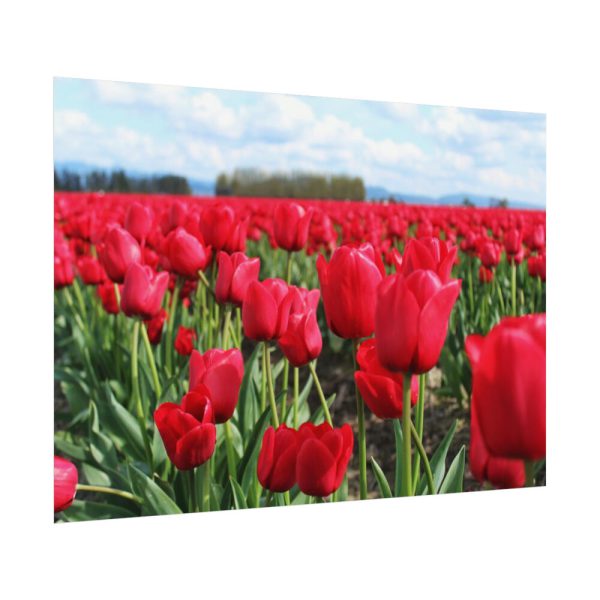 92408-702.jpg Red Tulip Field Poster