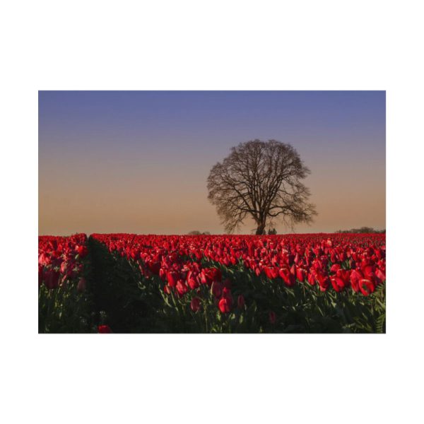 92408-705.jpg Tulips Field Poster
