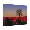 92408-707.jpg Tulips Field Poster
